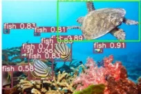 Detección automática de peces y una tortuga marina en video submarino